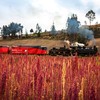 Steam locomotive and quinoa fields near riobamba